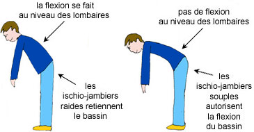 Assouplissements des muscles ischio-jambiers