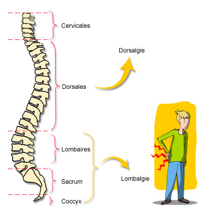 Colonne vertebrale homme