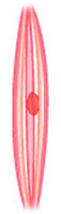 Fibres spamées Fibres spamées