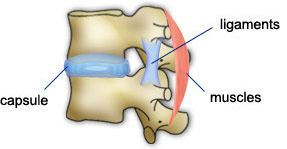 Ligament muscle capsule