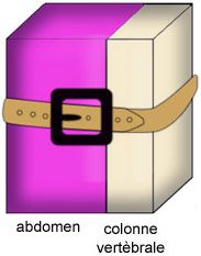 La ceinture solidarise en bloc l'abdomen et la colonne vertébrale