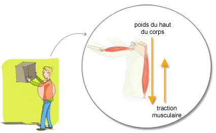 Pression disques intervertebraux en position debout