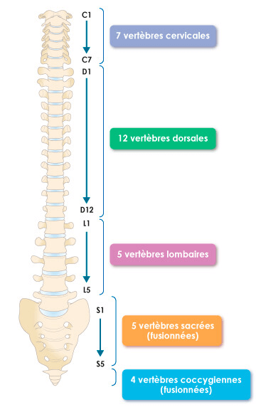 schéma du dos